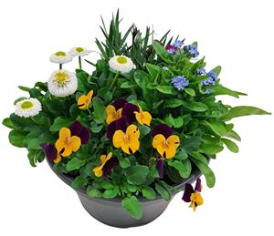 Bild von Mixschaal P23 Voorjaar Divers.